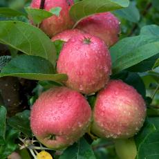 Zasadi jabuka se vade: Od 2018. iskrčeno voćnjaka koliko u prethodnih 20 godina