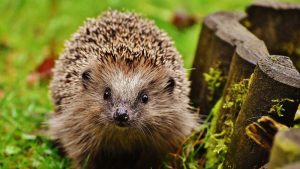 Zašto je jesen posebno opasna za ženke ježeva?