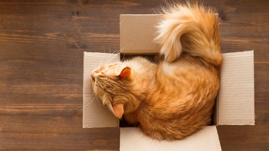 Zašto mačke toliko vole kutije (VIDEO)