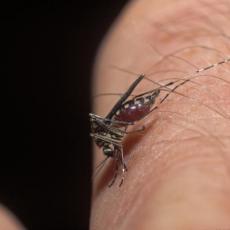 Zašto nas rojevi komaraca napadaju već od jutra: Jedna vrsta posebno se namnožila, a da li ima i zaraženih?