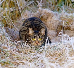 Zašto se mačke stalno “šunjaju” i skrivaju?