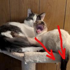 Zašto se ova mačka dere kao da je poludela? Čitava DRAMA se odigrava ISPOD NJE! (FOTO)