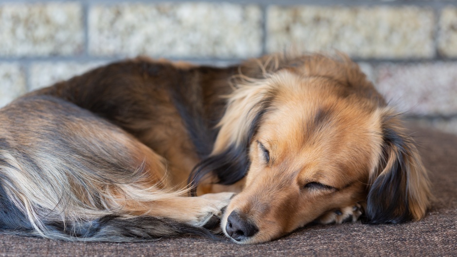 Zašto se psi sklupčaju kad spavaju
