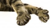 Zašto sve mačke u Americi imaju isečene nokte i da li je vreme da tome dođe kraj
