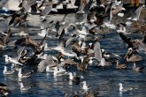 Zastrašujući prizor: 11.000 ptica palo mrtvo sa neba VIDEO