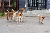 Zastrašujući prizor kod Čačka: Psi lutalice rastrgle ovce u domaćinstvu