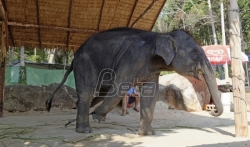 Zatočeni slonovi u Aziji žive u nehumanim uslovima