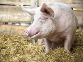 Zbog afričke kuge svinja u Bugarskoj krizni centri i Vranju