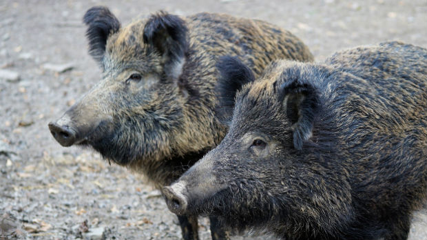 Zbog divljih svinja izbegavati priobalje Novog Beograda i Zemuna