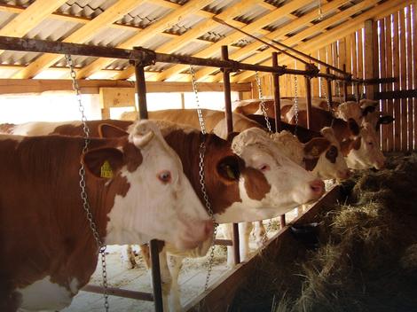 Zbog izvoza mesa u Tursku Naser Orić glavna tema među farmerima u RS