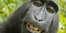 Zbog selfija majmuna, fotograf na ivici bankrota