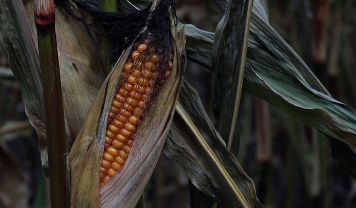 Zbog suše 60 odsto kukuruza manje, šteta 400 miliona evra