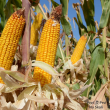 Zbog suse povecan sadrzaj aflatoksina u kukuruzu