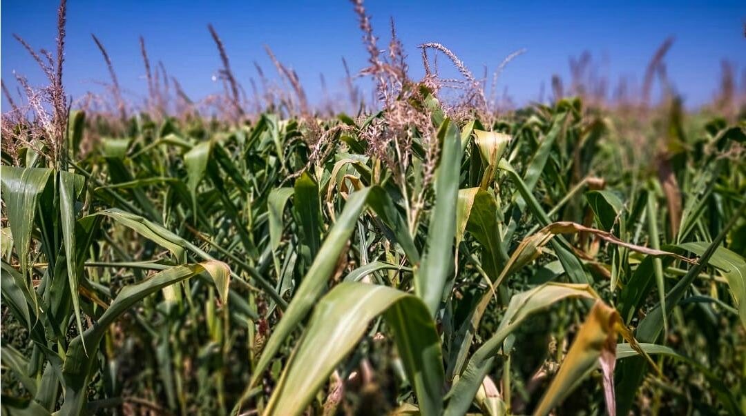 Zbog suše proizvođači kukuruza na području severnog Banata očekuju niže prinose