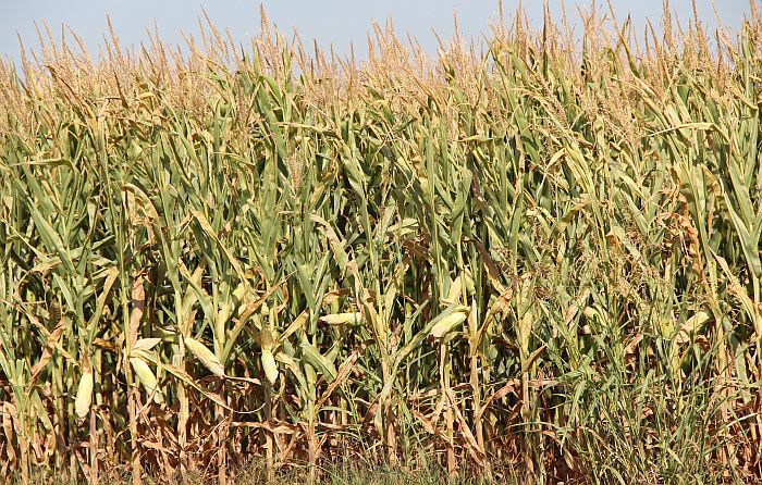 Zbog suše se očekuje više aflatoksina u kukuruzu
