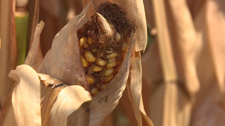 Zbog suše se očekuje više aflatoskina u kukuruzu