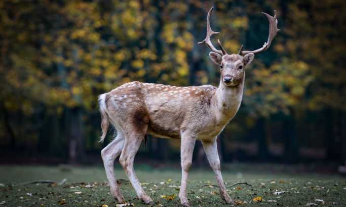 Zbog ubijanja jelena osuđen da jednom mesečno gleda Bambija