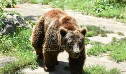Zbog vukova i medveda protest seljaka u Sloveniji
