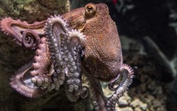 
					Zbogom evolucijo, oktopodi preuzimaju kormilo 
					
									