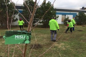 Zelena stranka u Zrenjaninu počela akciju sadnje 5.000 stabala novog drveća