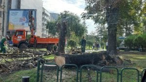 Zelenilo Beograd: Stabla u Čuburskom parku rizik za građane