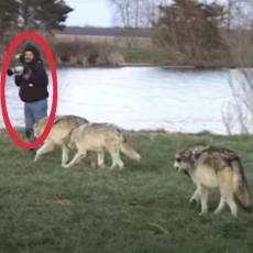 Želeo je da fotografiše pet vukova - nije očekivao da će uraditi ovo kada ga ugledaju! (VIDEO)