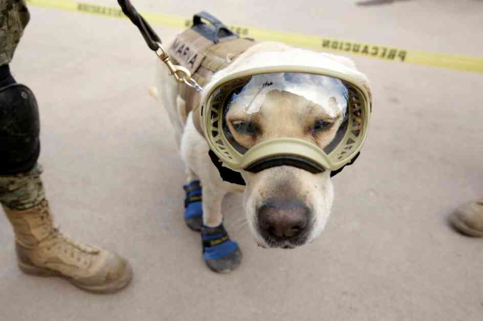 Ženka labradora postala heroj nakon zemljotresa u Meksiku