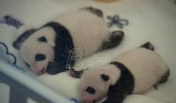 Ženka pande okotila blizance u zoo vrtu u Atlanti
