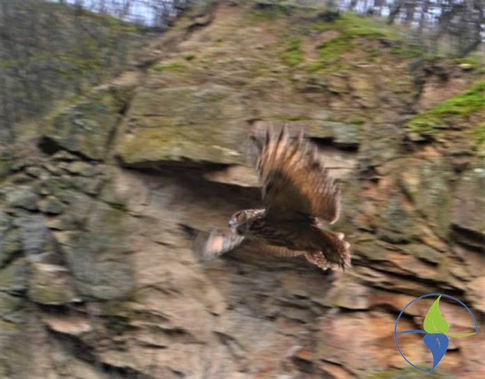 Ženka sove buljine poletela iznad Vršačkih planina nakon jednomesečnog oporavka
