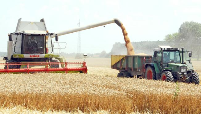 Žetva u jeku – rod pšenice prosječan