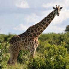 Žirafe šetale pored puta! Nisu htele u Zoo vrt!  (VIDEO)