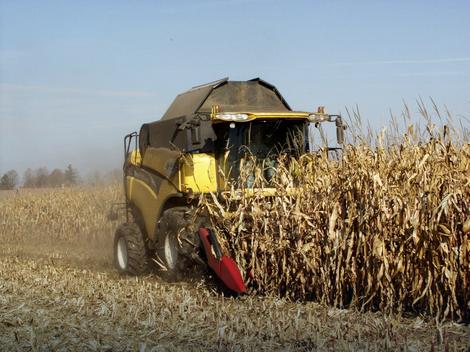 Žita Srbije: Rod kukuruza manji 3,5 miliona tona ili 525 miliona evra