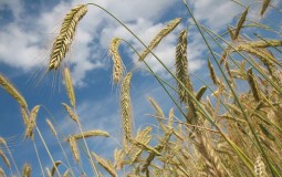 
					Žita Srbije: Usaglašavaju se procedure za izvoz pšenice u Egipat, a kukuruza u Kinu i Indiju 
					
									