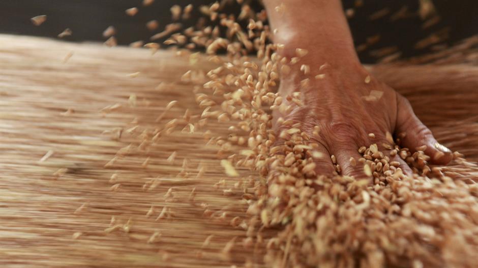 Žitounija: Ukinuti carinu na uvoz pšenice poboljšivača