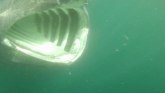 Životinje: Blizak susret sa ajkulom u britanskim vodama