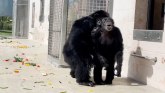 Životinje: Dirljiv trenutak prvog izlaska šimpanze iz zatočeništva posle 28 godina
