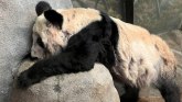 Životinje: Kinezi željno iščekuju povratak pande iz američkog zoološkog vrta