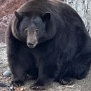 Životinje: Medvedica Henk tenk uhvaćena u Kaliforniji posle više od 20 provala u kuće