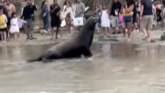 Životinje: Morski lavovi jure ljude po plaži u San Dijegu