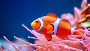 Životinje: ‘Nemo’ se smanjuje usled zagrevanja okeana – alarm za uzbunu