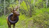Životinje: Oslobođen jelen koji je dve godine živeo sa gumom oko vrata