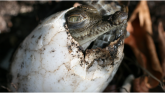 Životinje: Otkrivena prva ženka krokodila koja je samu sebe oplodila