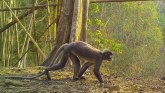 Životinje: Sablasni majmun i velikoglava žaba među novim vrstama u Aziji