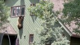 Životinje: Spretni meda ušao u praznu kuću kroz prozor