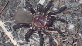 Životinje: U Australiji otkrivena nova vrsta velikog pauka
