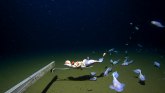 Životinje: U Japanu snimljene ribe na najvećoj morskoj dubini do sada