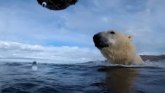 Životinje: Kako polarni medved vidi svet oko sebe