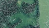 Životinje i Amerika: Snimci ajkula dronom u skrivenom američkom zalivu
