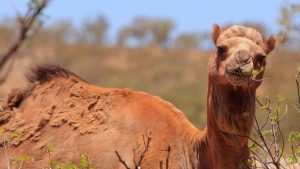 Životinje i Australija: Policija spasila muškarca, psa – i pet kamila