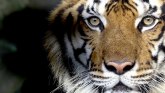Životinje i Nepal: Povratak tigrova između aplauza sveta i strepnje lokalaca